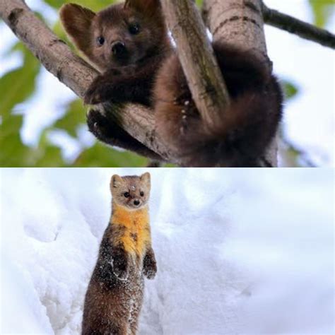 Sable The Sable Is A Species Of Marten A Small Omnivorous Mammal