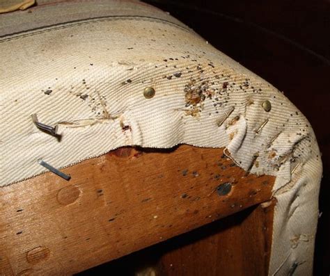 Do I Have Bed Bugs In My Bed Mattress Depot Usa