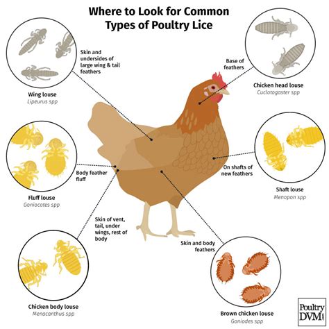 Lice Infestation In Chickens