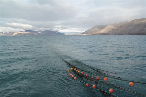 Ocean Acidification Could Doom Key Arctic Fish Species