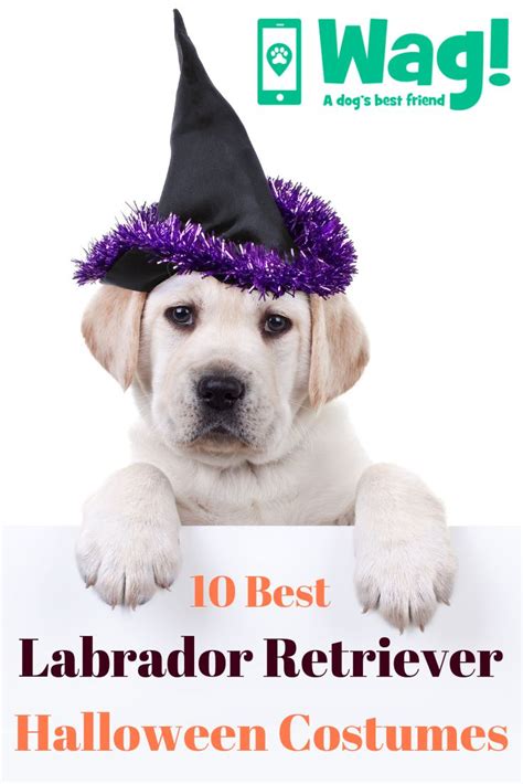 10 Dog Halloween Costume Ideas For Labrador Retrievers Wag Walking