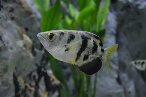 Here are some tips when looking for companions for an archer fish. Archer Fish Exhibit - Long Island AquariumLong Island Aquarium