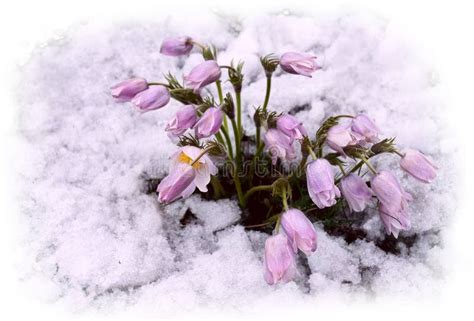 Flowers And Snow Stock Photo Image Of Snow Flower Cold 30507456