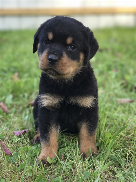 Visit us now to find your dog. Rottweiler Puppies For Sale | Frankfort, NY #242696
