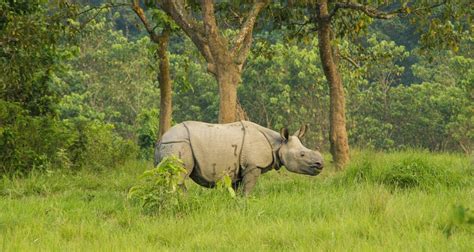 Jungle Safari Tour In Nepal By Icicles Adventure Treks And Tours P Ltd