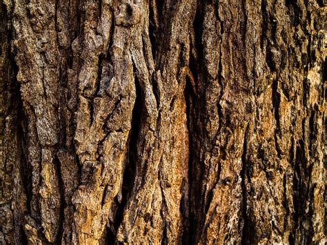 Fondo De Textura De árbol De Madera Stock De Foto Gratis Public