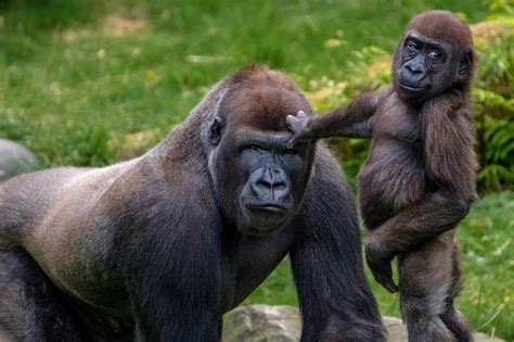Read bab 12 from the story dr. Male gorillas: the benefits of being nice to kids