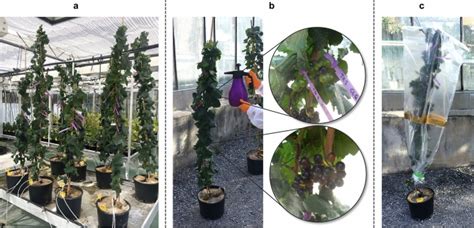 The Application Of Ozonated Water Rearranges The Vitis Vinifera L Leaf
