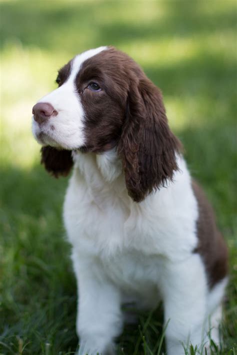 This true companion breed is lovable, sweet, and not a snob at all. English Springer Spaniel puppy - liver and white | English ...