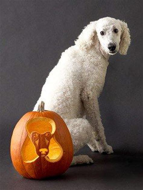 Dog Breeds Carved In Pumpkins Dog Olanterns