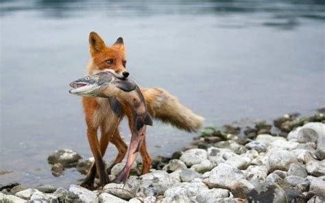 What does dog taste like? How do foxes obtain food in the wild? - Quora