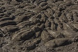 Free photo: Mud - Dirt, Footprints, Rain - Free Download - Jooinn