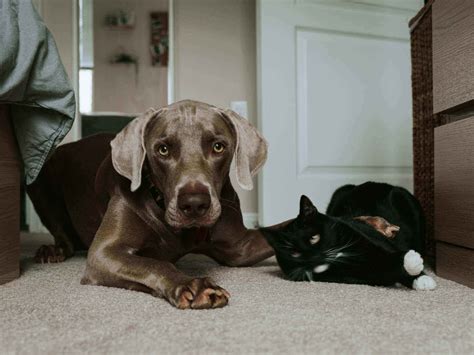 2,301 likes · 1 talking about this. Can Dogs Eat Cat Food? 4 Harmful Side Effects - Learn ...