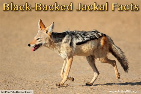 Black-Backed Jackal Facts, Pictures, Video & Information. Discover An