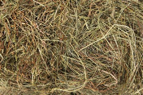 Hay Bedding Dry Grass Natural Underlay Stock Photo Image Of
