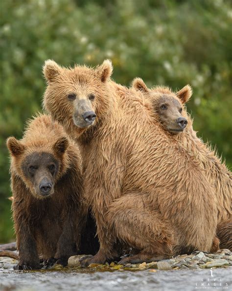 Mother Grizzly Bear Ursus Arctos With Two Cubs Watch As Boar Passes