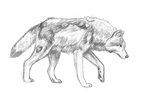 Wolf Pencil Practice By Dreamerseeker On Deviantart
