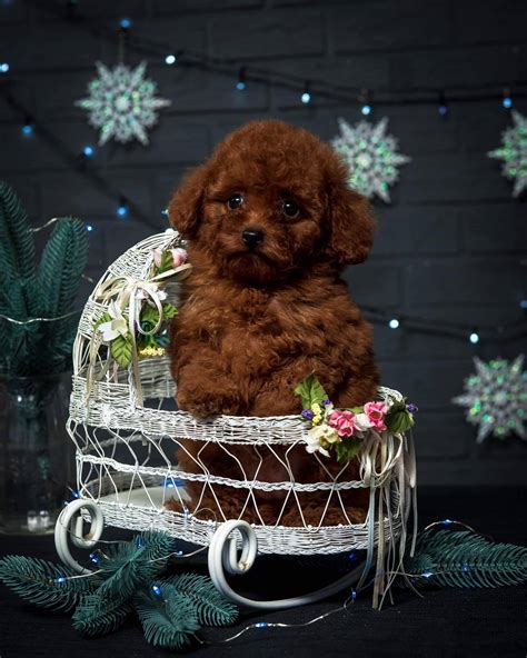 Blair Purebred Healthy Toy Poodle Puppy For Sale