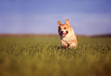 Funny Cheerful Pet Puppy Dog Corgi Runs Through The Green Sunny Clear