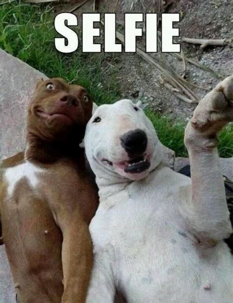 Funny Dog Pictures With Captions Selfie Dog Breeders Guide