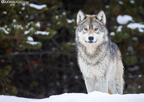New Photos Yellowstone Winter 2020 Wolves Max Waugh