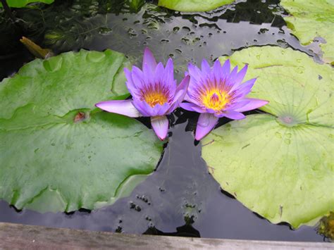Water Garden Pests And Water Lily Diseases Pond Trade