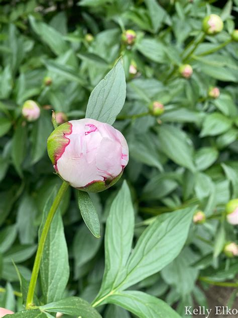 Double Peonies Are Double The Pleasure In 2021 Growing Peonies