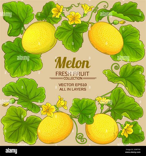 Melon Vector Frame Stock Vector Image And Art Alamy