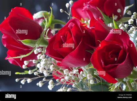 Bouquet Of Red Roses And White Baby S Breath Stock Photo Alamy