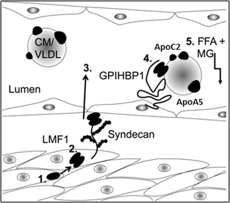 Lipoprotein Lipase Lpl Is Synthesized In The Intracellular
