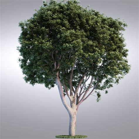 Hi Realistic Series Tree 3d Max