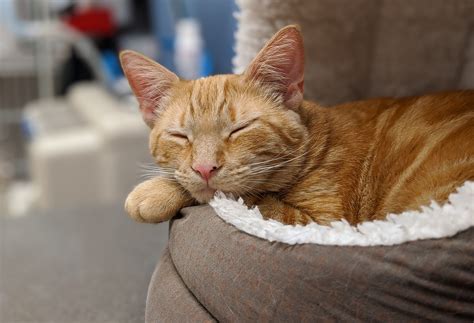 Ginger Cat Asleep In Its Bed 4k Ultra Hd Wallpaper Background Image