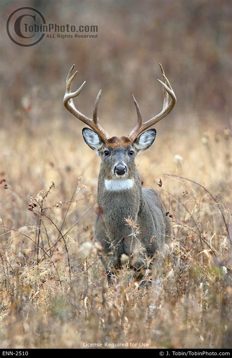 Whitetail Deer Pic
