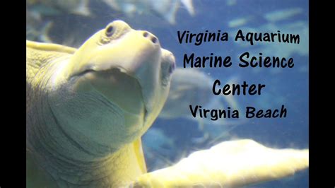 Virginia Aquarium And Marine Science Center Virginia Beach