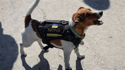 Ukraine war: Mine-sniffing dog who has saved hundreds of lives gets