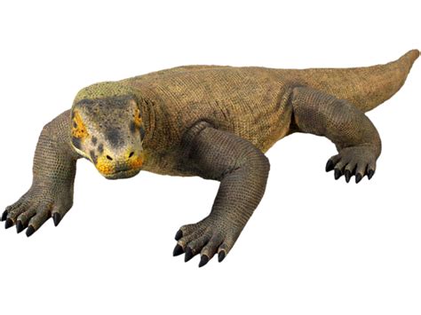 Reptile PNG Images Transparent Free Download | PNGMart png image