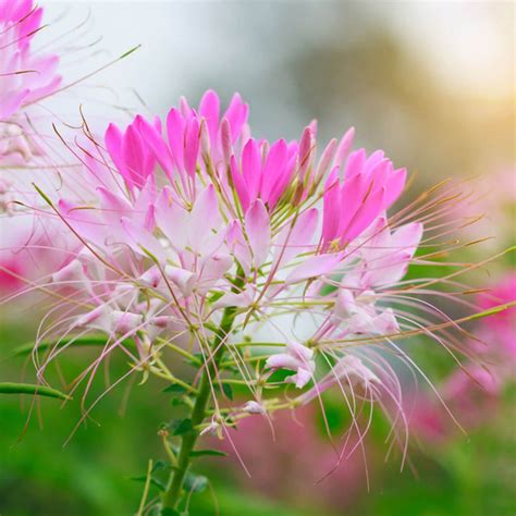 10 Wildflowers That Do Well In The Suburbs Cleome Flowers Wildflower