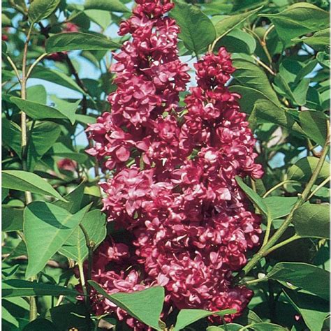 15 Gallon Red Charles Joly Lilac Flowering Shrub In Pot L4240 At
