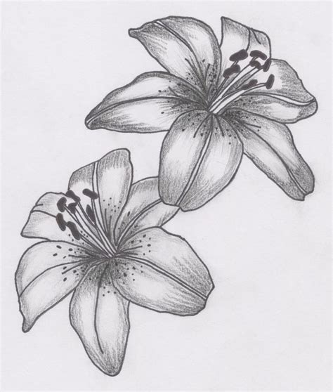 Daylily Drawing At Explore Collection Of Daylily