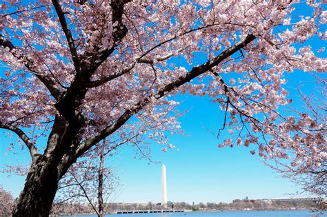 The Cherry Blossoms Are Speeding Toward Peak Bloom Expected April 5 8