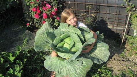 Iowa Winner Of Bonnie Plants Cabbage Program The Gazette