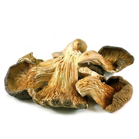 Dried Oyster Mushrooms 12 Lb Oganic Us Seller Free Shipping