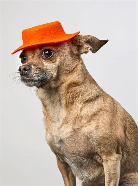 Dog Wearing A Hat Dog Wear Dog Hat Dogs