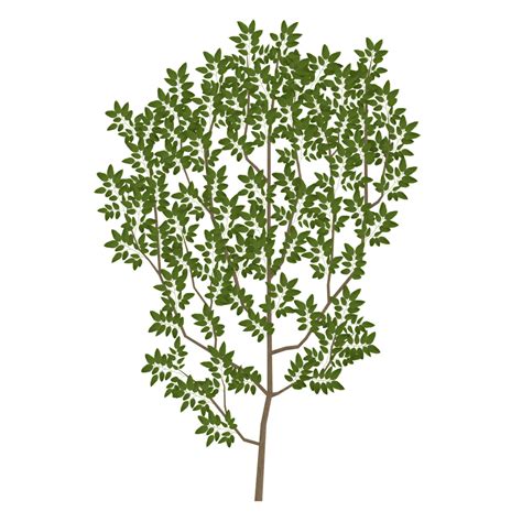 Tree Branch Leaf Texture mapping UV mapping - branch png download - 1024*1024 - Free Transparent ...