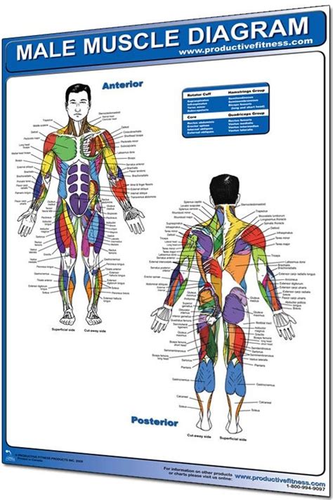Human muscle diagram muscular system muscles of the human body. This male muscle diagram poster pinpoints every muscle ...