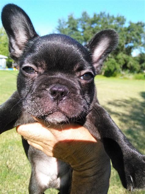 High quality french bulldog breeder located in south florida. French Bulldog Puppies For Sale | Palm Bay, FL #98445