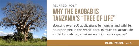 related post baobab tree thomson safaris