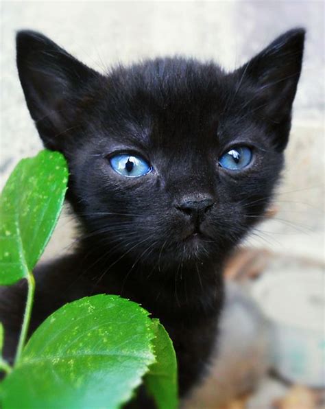 1000 Images About Blue Eyed Black Cats On Pinterest