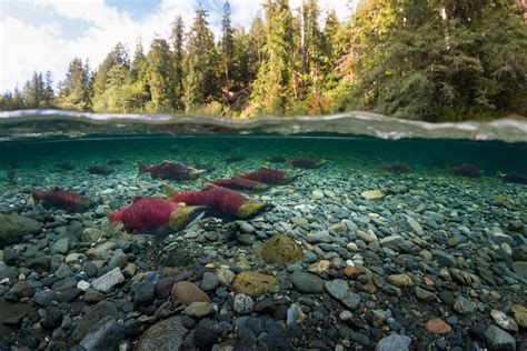 Salmon Migration Image National Geographic Your Shot Photo Of The Day