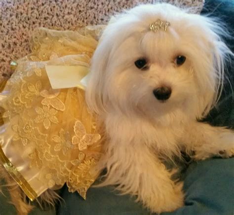Pin By Ladonna Sellers On Maltese And Westie Maltese Dogs White Dogs